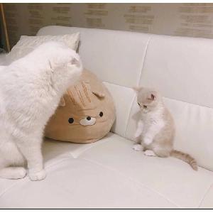 璐圆圆